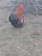 Cochin kriel   haan, Mannelijk, Kip