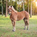 Super aanhankelijke Haflinger kruising, Vermifugé, Hongre, Débourré, Moins de 160 cm