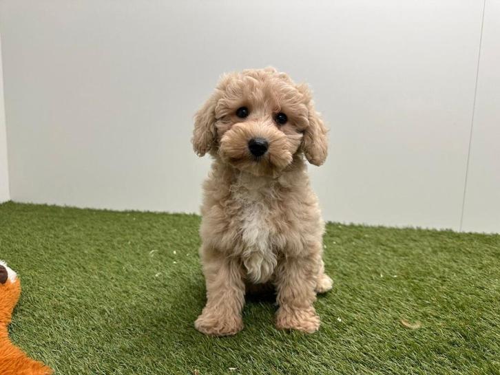 Chiots Maltipoo, Animaux & Accessoires, Chiens | Sans pedigree, Éleveur | Professionnel, Plusieurs, Belgique, 8 à 15 semaines