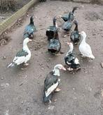 Barberie eenden / muskuseenden, Dieren en Toebehoren, Pluimvee