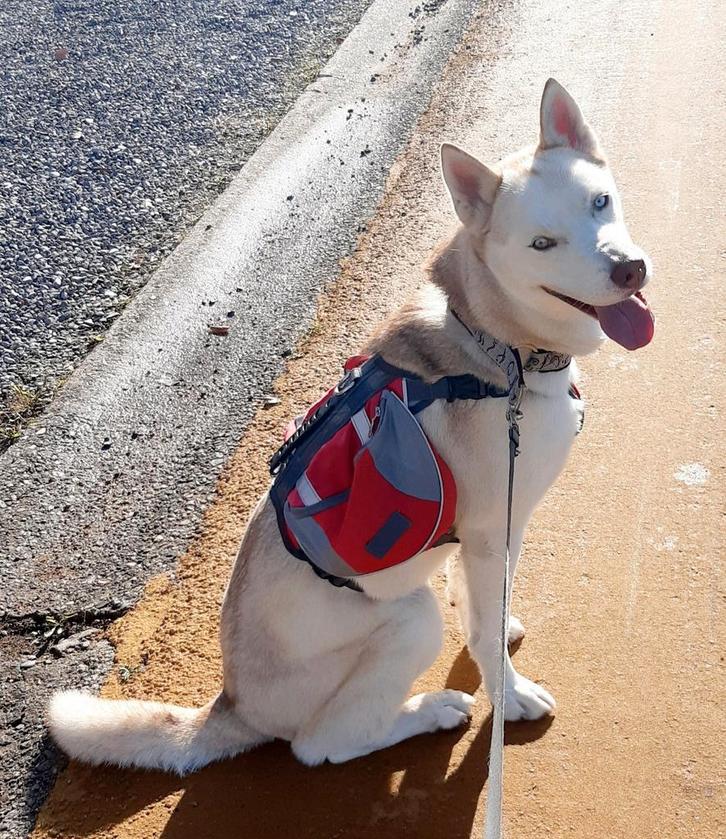 Honden rugzak, Dieren en Toebehoren, Vogels | Parkieten en Papegaaien