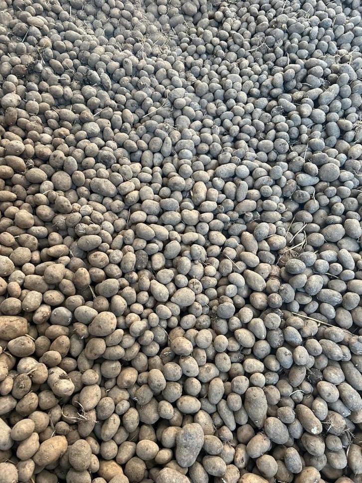 aardappelen, Dieren en Toebehoren, Runderen