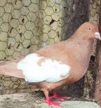 Duiven, Animaux & Accessoires, Oiseaux | Pigeons