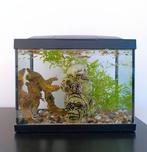 Aquarium, vissen, decoratie, eten, echte plant + vangnetje, Animaux & Accessoires, Oiseaux | Accessoires, Enlèvement