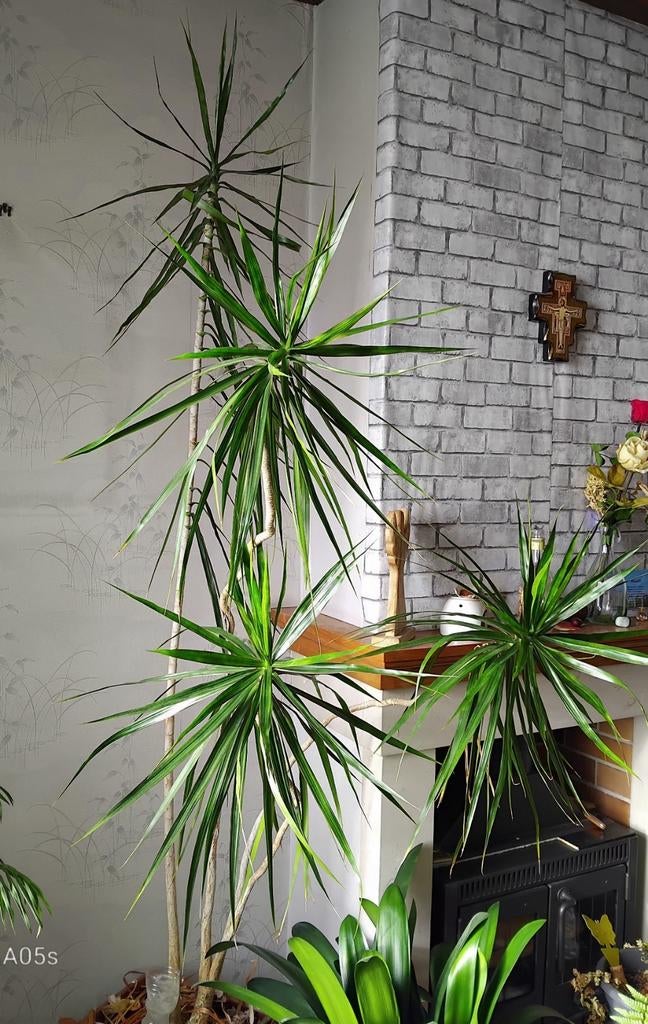 Grote groene plant voor binnen, Ophalen