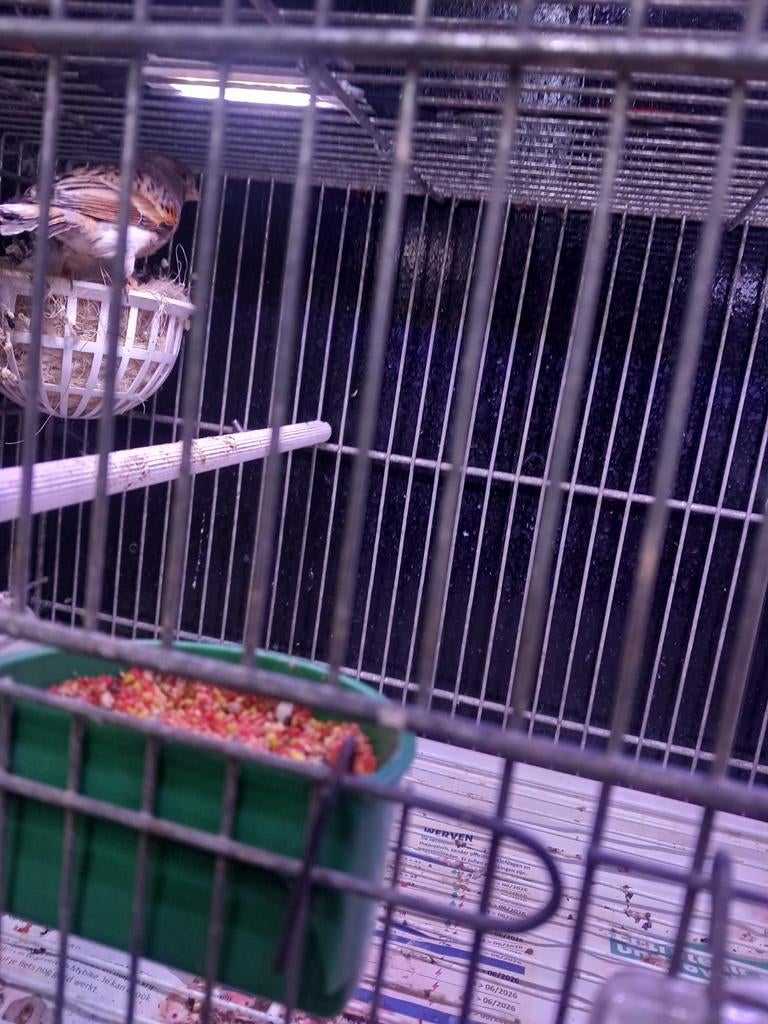 Couplé canaris., Animaux & Accessoires, Oiseaux | Canaris, Femelle