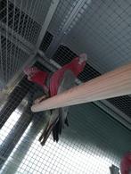 Rosalbin 2 males 1 femelle, Plusieurs animaux