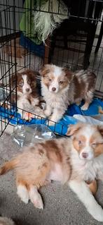 Chiots Sweet Australian Shepherd Tri-Choc et Tri-Red Merle, Plusieurs, Hépatite contagieuse (maladie de Rubarth), Belgique, Berger