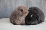 Super knappe en raszuiver minilop konijntjes, Animaux & Accessoires, Lapins, Mâle
