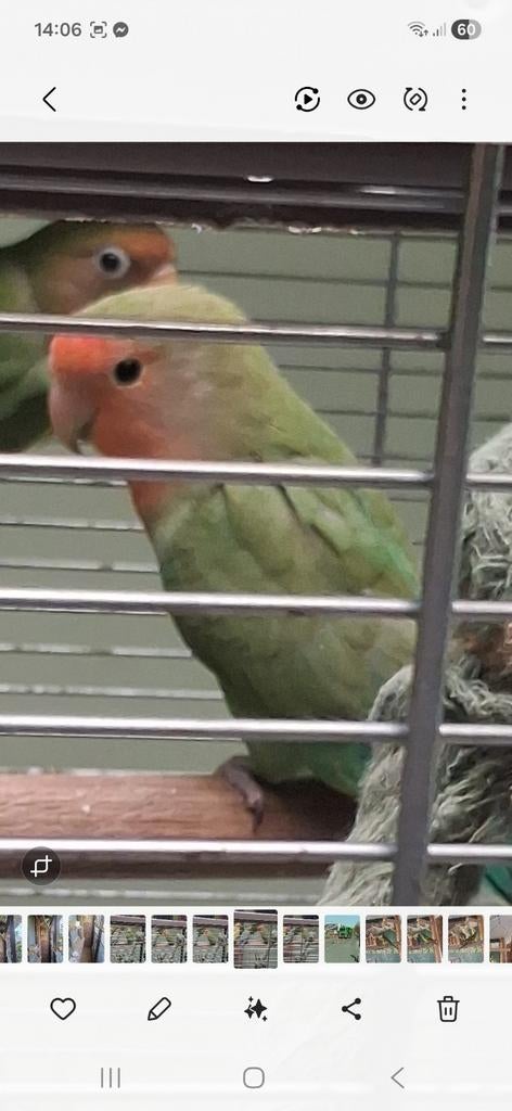 Jonge agapornis, Dieren en Toebehoren, Vogels | Parkieten en Papegaaien, Dwergpapegaai of Agapornis