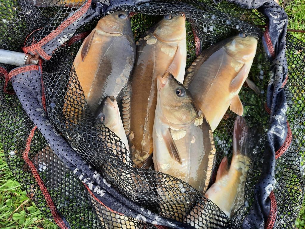 Karper Vijvervissen spiegelkarper