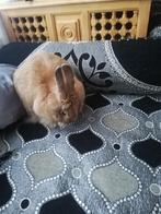 Vrouwelijke konijn zwanger, Dieren en Toebehoren, Konijnen