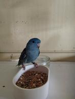 Catharina parkieten gezocht, Dieren en Toebehoren, Meerdere dieren, Parkiet