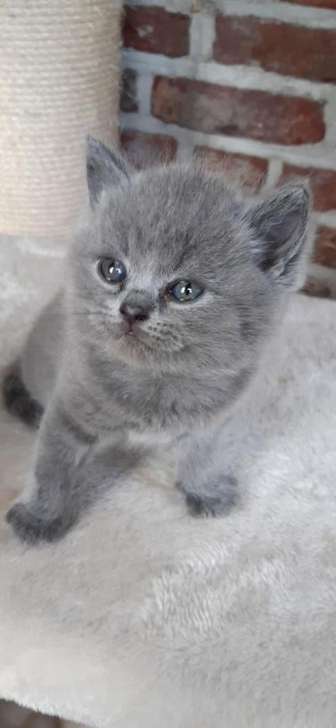 Brits korthaar kittens stamboom Gent, Dieren en Toebehoren, Katten en Kittens | Raskatten | Korthaar, Meerdere dieren, Gechipt