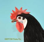 oeufs féconder de grande poule espagnols a face blanche, Sexe inconnu, Poule ou poulet