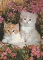 KATJES  KITTENS  TUSSEN  DE  BLOEMEN, Verzamelen, Postkaarten | Dieren, Verzenden, Ongelopen, Hond of Kat