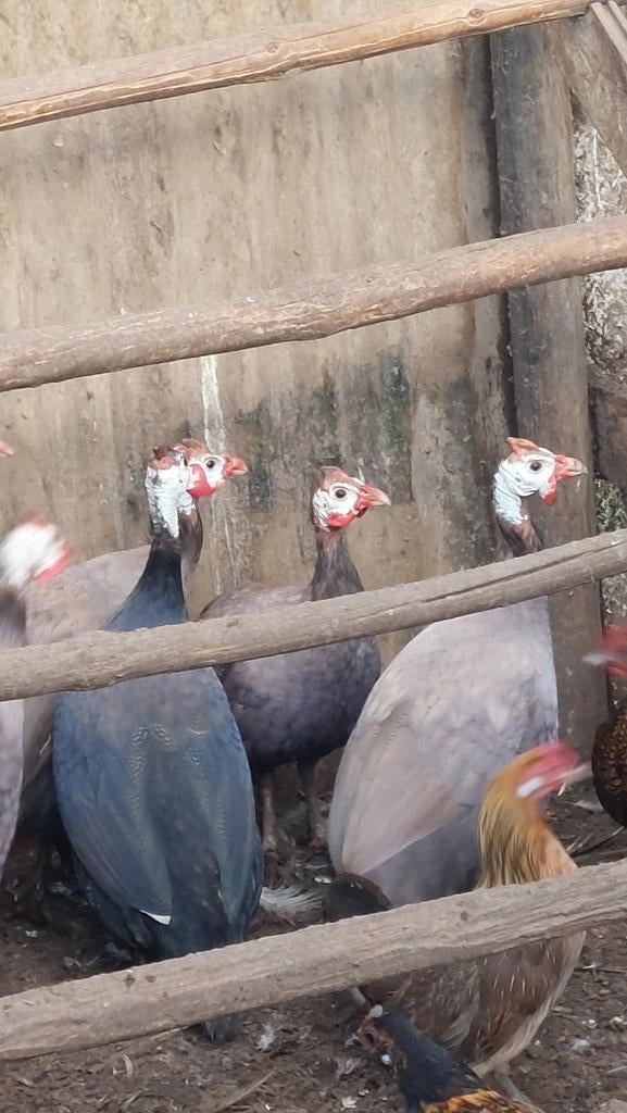 Pluimvee, Dieren en Toebehoren, Pluimvee