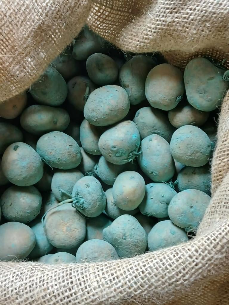 Pootaardappelen Bintje 150kg, Ophalen