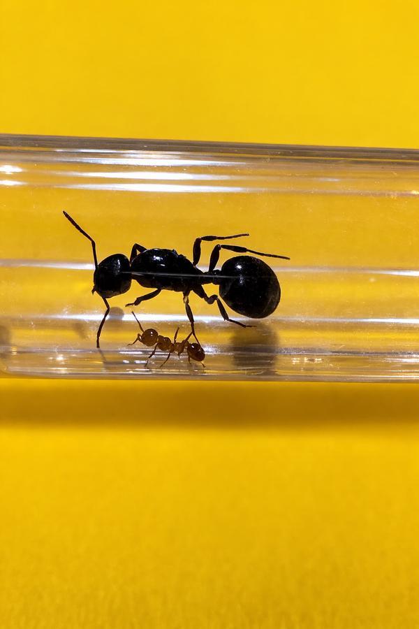 Messor Wasmanni mieren koningin met 1-5 werksters, Dieren en Toebehoren, Insecten en Spinnen, Mieren
