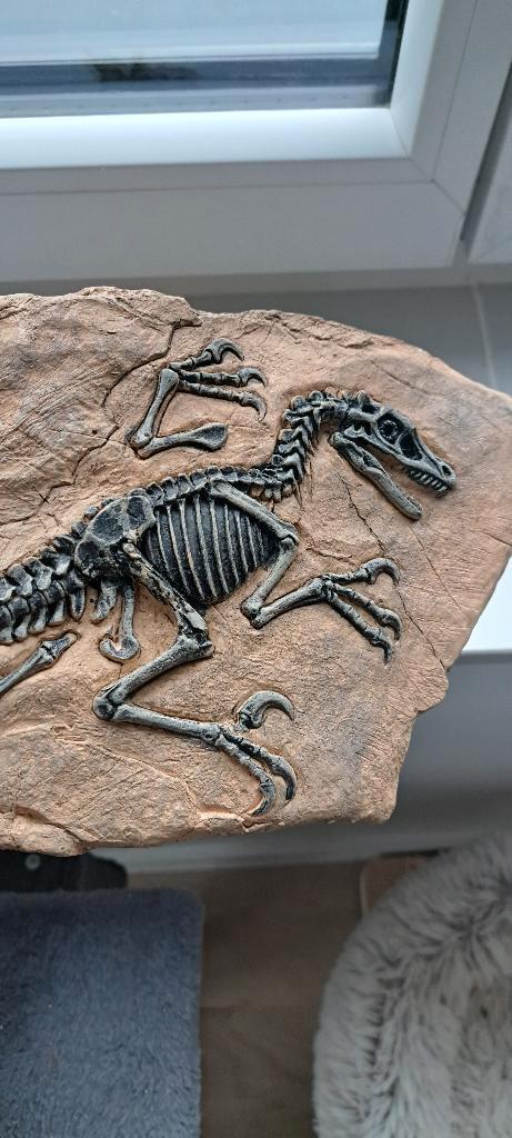 Réplique en résine d’un fossile de Vélociraptor, Collections, Minéraux & Fossiles, Fossile, Enlèvement ou Envoi