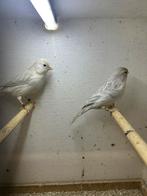 Koppel Agaat Opaal Wit, Dieren en Toebehoren, Meerdere dieren, Kleurkanarie