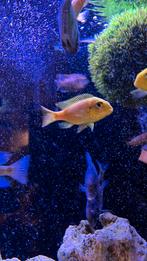 Cicliden, Zoetwatervis, Schoolvis