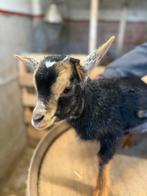 Geit Bok lam, Dieren en Toebehoren, Schapen, Geiten en Varkens, Mannelijk, Geit, 0 tot 2 jaar