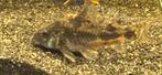 Corydoras paleatus 4 stuks, Dieren en Toebehoren, Vissen | Aquariumvissen, Vis, Zoetwatervis