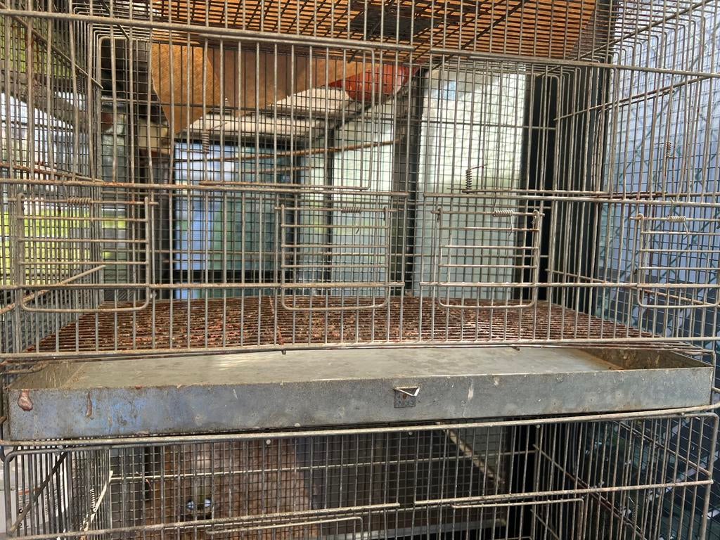 Kweekkooi draaidkooi