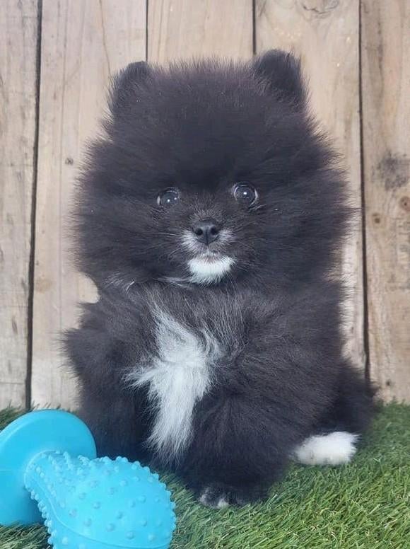 Pomeriaan pup / dwergkees pup / pomeranian pup / pom pup, Dieren en Toebehoren, Parvo, België, Keeshond, 8 tot 15 weken