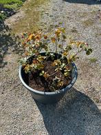 Oude rozenstruiken, Tuin en Terras, Ophalen