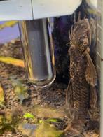 Prachtige volwassen Ancistrus (Borstelneus) – 3 stuks 2M /1V, Dieren en Toebehoren, Vis, Zoetwatervis