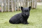 Prachtige Schotse Terriër pup, met stamboom, Dieren en Toebehoren, Honden | Jack Russells en Terriërs, Parvo, België, Overige rassen