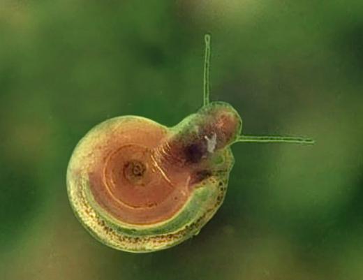 Mini escargot d'aquarium (planorbine), Animaux & Accessoires, Enlèvement