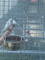 Blackface grasparkieten, Dieren en Toebehoren, Vogels | Parkieten en Papegaaien, Meerdere dieren, Parkiet, Geringd