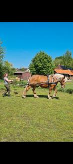 Zadelmak maken, leren mennen, Dieren en Toebehoren, Meerdere dieren, L