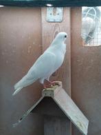 Figuritas   (   lokkertjes  ), Dieren en Toebehoren