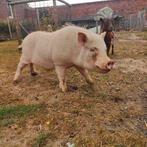 Mini varken (beer), Dieren en Toebehoren, Mannelijk, Varken, 0 tot 2 jaar