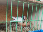 Mooie koppel iranees hoogvlieger toghi, Dieren en Toebehoren