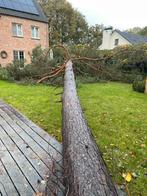 Gratis om te zagen bomen in ruil voor hout, Tuin en Terras, Ophalen