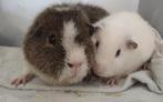 Duo rex beren, Cavia, Mannelijk, Juli, Tam