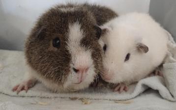 Duo rex beren beschikbaar voor biedingen