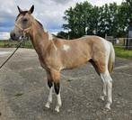 Knappe jaarling hengst, Dieren en Toebehoren, Paarden, Hengst, Springpaard, Gechipt