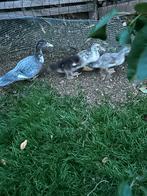 3 barbarie kuikens te koop, Dieren en Toebehoren, Pluimvee, Geslacht onbekend, Eend