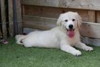 Prachtige golden retriever pups (ouders aanwezig), Dieren en Toebehoren, Golden retriever, België, CDV (hondenziekte), 8 tot 15 weken