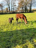 Volpension plek op de weide, Dieren en Toebehoren, Stalling en Weidegang