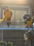 2 mannelijke blauwgele ara papegaaien, Dieren en Toebehoren, Vogels | Parkieten en Papegaaien, Papegaai, Mannelijk, Pratend