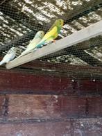 Grasparkieten, Dieren en Toebehoren, Vogels | Parkieten en Papegaaien