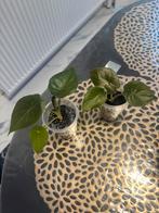 Alocasia Wentii baby te koop, Huis en Inrichting, Ophalen