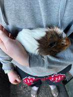 Prachtige beertjes, Animaux & Accessoires, Rongeurs, Août, Mâle, Cobaye